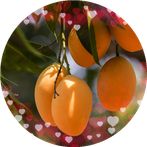 blagger mango shooter