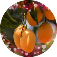 blagger mango shooter