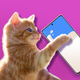 Cat barista: food truck drinks