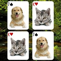 Animals Card Matching Game