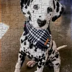 Dalmatian Jigsaw Puzzles