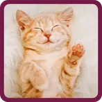 CAT BREEDS GUESS