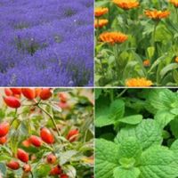 Полезные растения