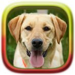Picture Puzzle: Labrador Retri