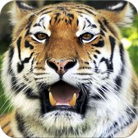 Wild animals puzzles