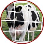Cow Puzzle