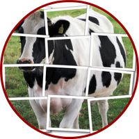 Cow Puzzle