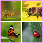 Insect Explorer Game