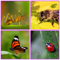 Insect Explorer Game