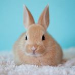 Animal friends in my hand