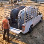 Animal Transport Truck Games