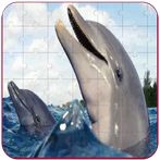 Real Dolphins Game : Jigsaw Pu