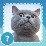 Cats quiz guess kittens cute g