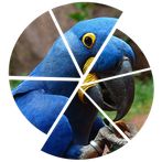 Slices: Matching Animals