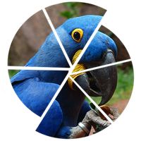 Slices: Matching Animals