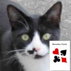 Macallan Freecell Solitaire