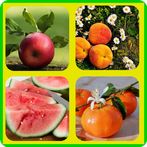 Adivinando Frutas Quiz 2021