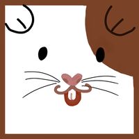 Guinea Pig