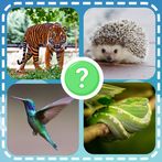 Animals quiz zoo: fish birds