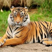 1 de los 3 tristes tigres