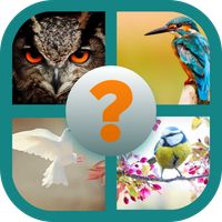 GUESS THE BIRDS CHALLENGE