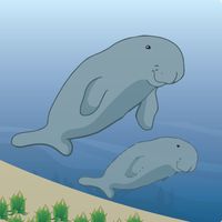 Ocean Survive: Dugong Story
