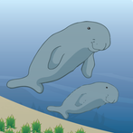 Ocean Survive: Dugong Story