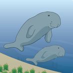 Ocean Survive: Dugong Story