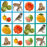 Picture Match. Memory. Concent