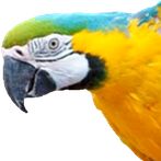 Animals, games, curiosities