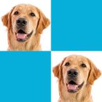 Picture Macth Game -Memory