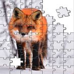 Fox jigsaw match puzzle