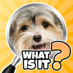 What is it? Pics Trivia Quiz