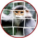 Langur Puzzle