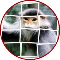 Langur Puzzle