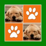Cute Dogs Cards Matching Game