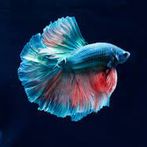 fish paradaise aqurium