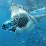 3D Fish Feeding and Grow