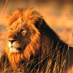 Hungry Lion : Lion Games
