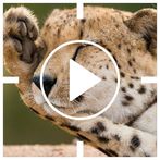 Animaux - Boite à son - Sonner