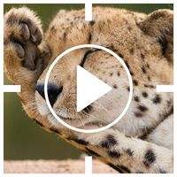 Animaux - Boite à son - Sonner