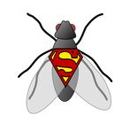 Gıcık Sinek - Sinek Yakalamaca