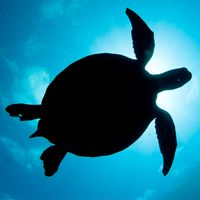 Slide Puzzle Borneo Animals