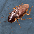 Cockroach Real Simulator