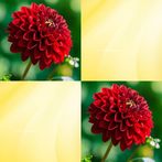 Flower Match Game