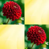 Flower Match Game
