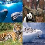Animal Facts