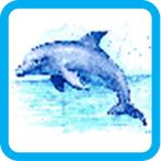 Dolphin Pixel Number