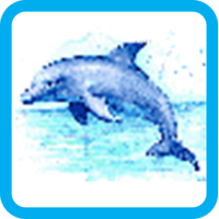 Dolphin Pixel Number