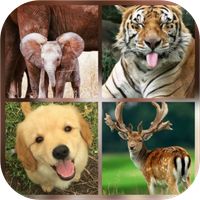 Animal Quiz